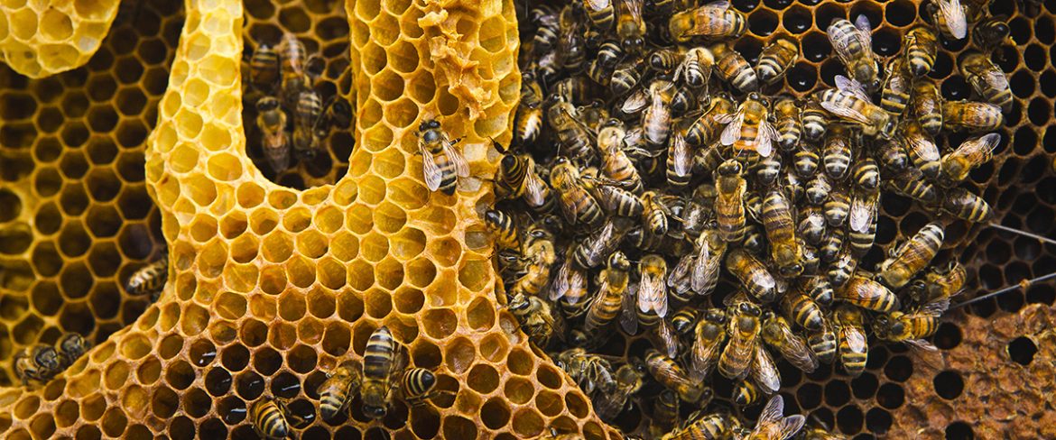 20 de mayo “Día mundial de las Abejas”