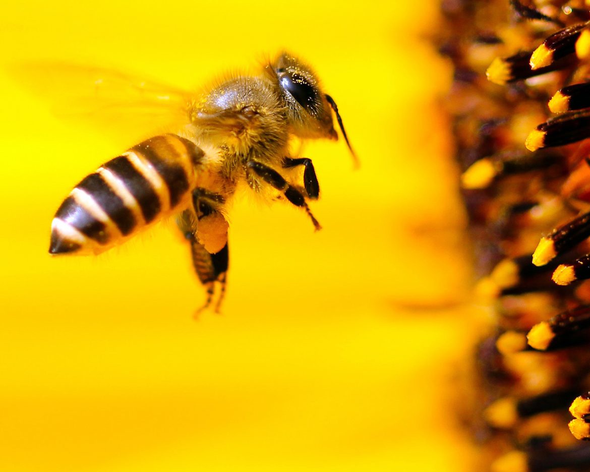 Investigación demuestra efectos dañinos de líneas eléctricas en abejas y en polinización