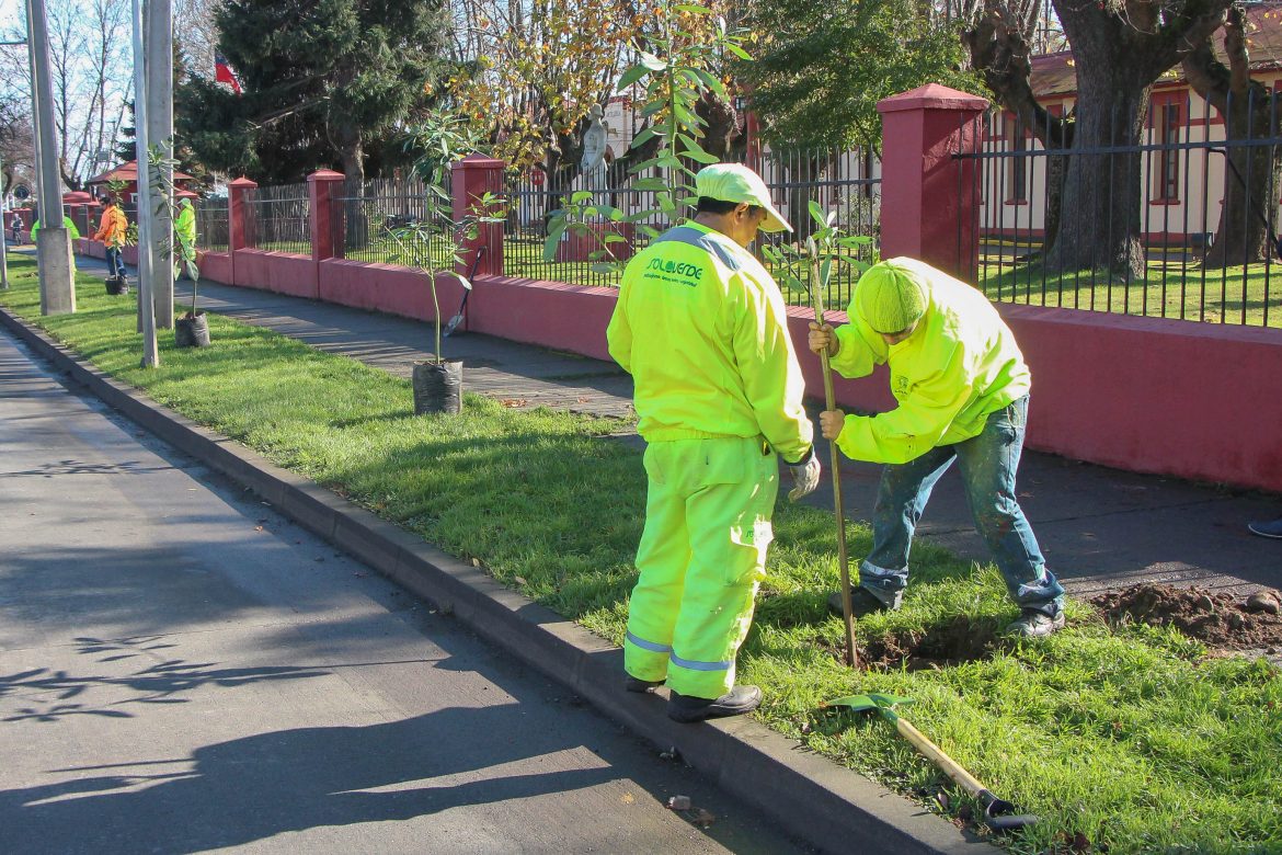 Avanza reforestación nativa de Linares