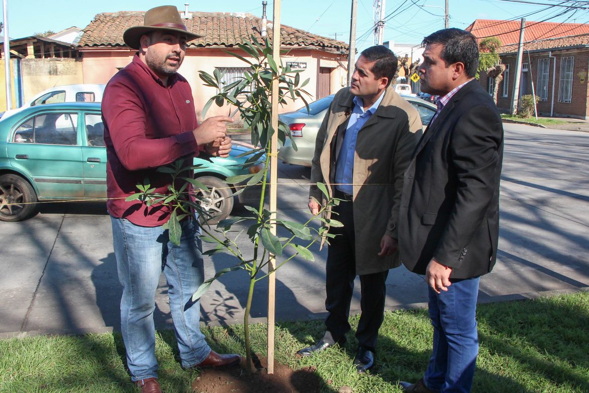 Avanza reforestación nativa de Linares