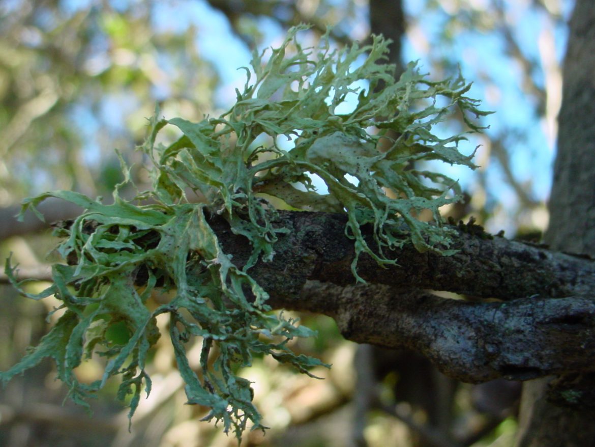 Investigadores de la UTALCA descubren propiedades de líquenes con potencial en área médica y en la actividad agrícola