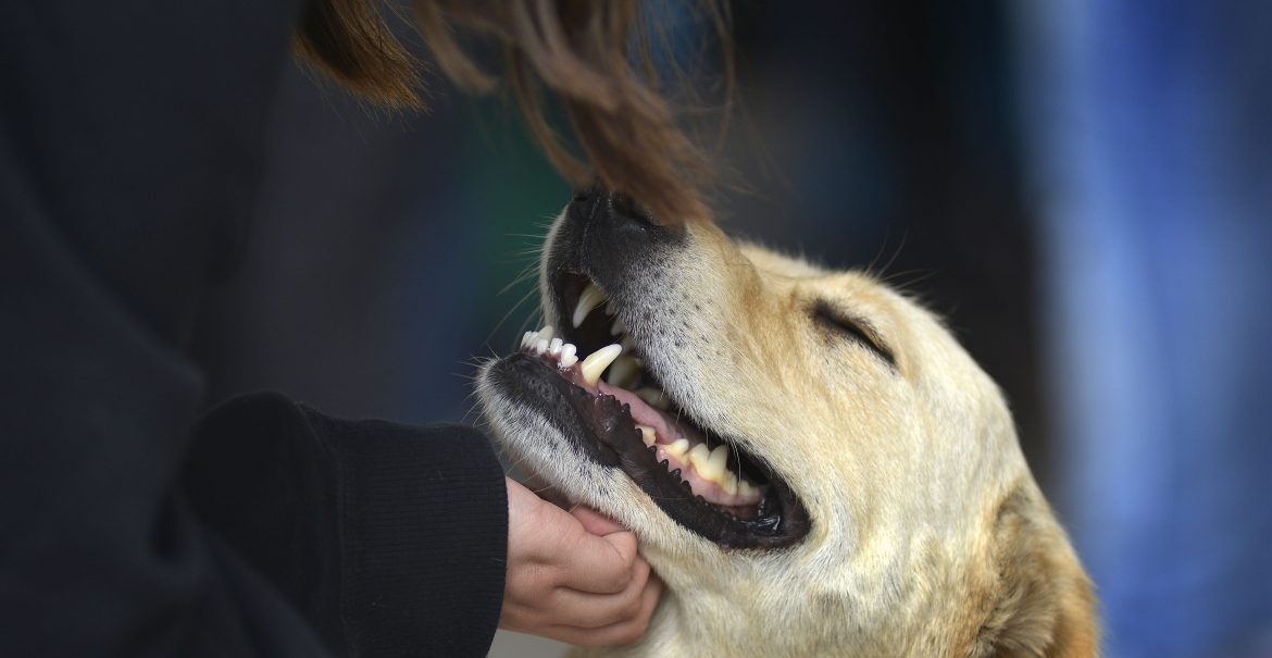 Estudios demuestran que los perros pueden percibir a las personas malas