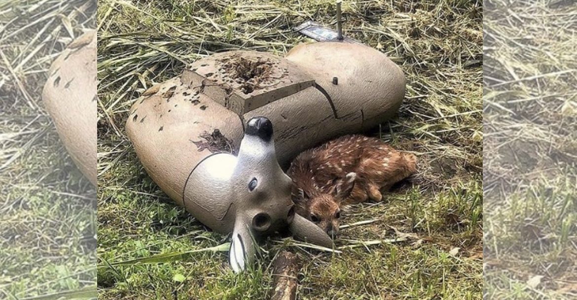 Ciervo bebé confundió un objetivo de práctica de caza con su mamá. Se aferró a ella como solía hacer