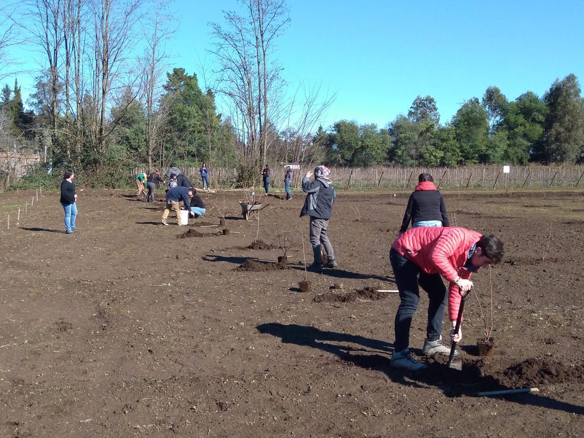Futuros técnicos agrícolas se capacitan en plantación de avellano europeo y poda de arándanos