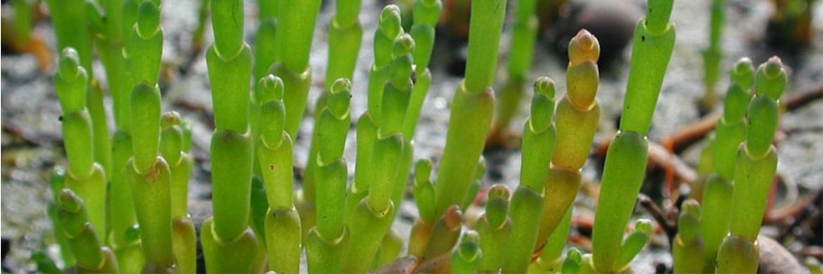 Inacapina dentro de las ganadoras del “Desafío Cranch”.