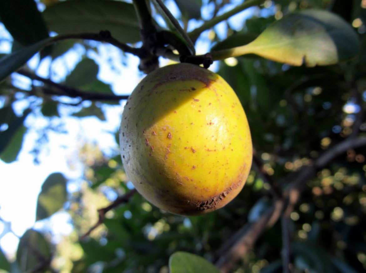 En la Región del Maule se ejecutará proyecto para fomentar conservación y protección de árbol en peligro de extinción