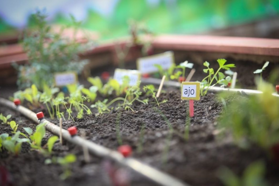 Gobierno anuncia programa que permitirá implementar huertos en establecimientos educacionales