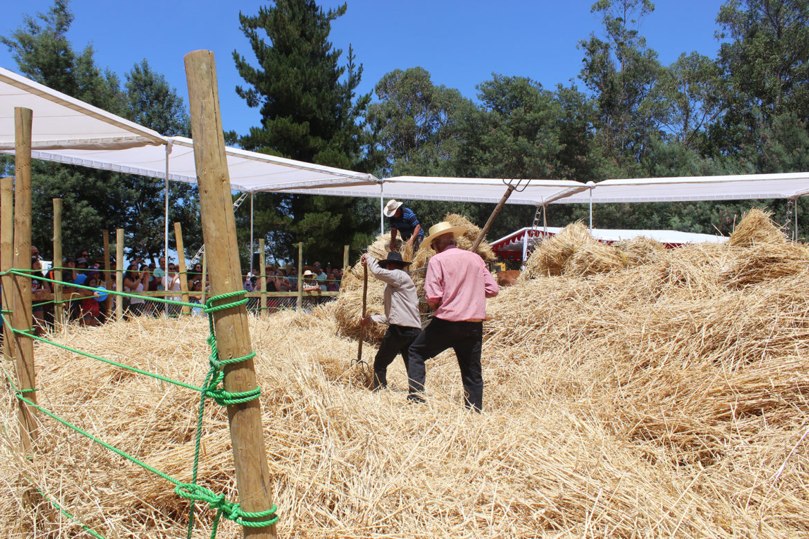 Exitosa Trilla a Yegua Suelta en Lomas de Putagán