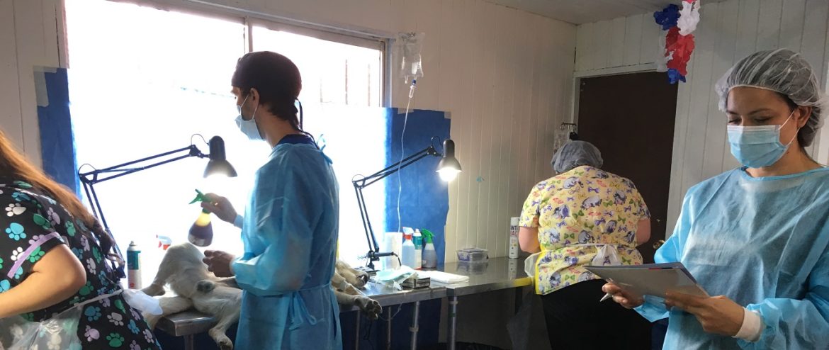 NUEVOS OPERATIVOS DE ESTERILIZACIÓN E IMPLANTE DE MICROCHIP DE IDENTIFICACIÓN DE MASCOTAS EN SAN CLEMENTE