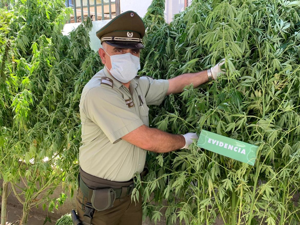CARABINEROS DETIENE A SUJETO POR MANTENER CULTIVO DE PLANTAS DE MARIHUANA EN CAUQUENES.