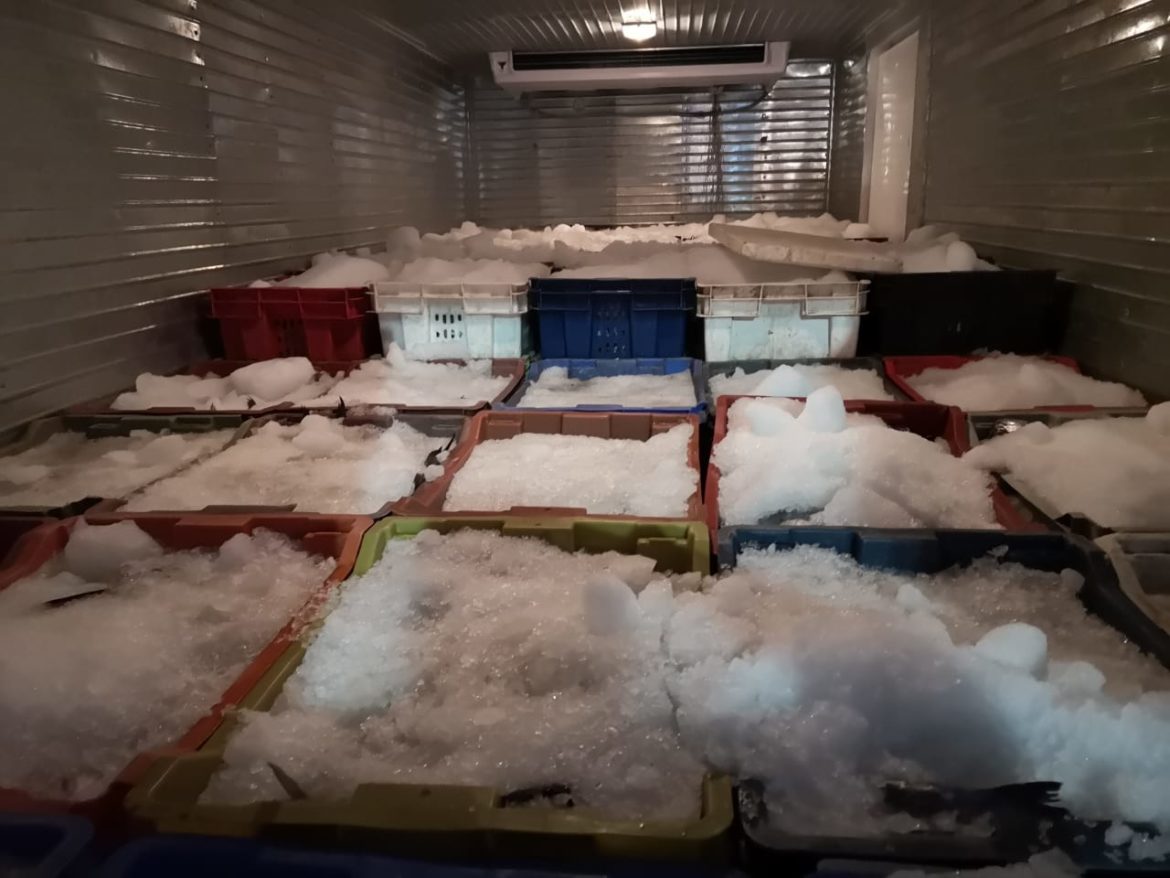 INCAUTACIÓN DE CAMIONES CON MERLUZA ILEGAL EN EL MAULE