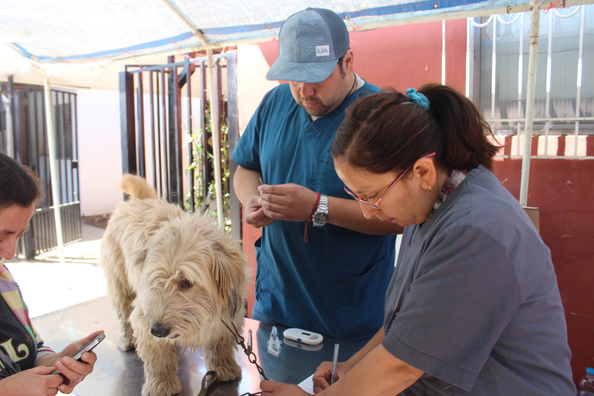 Más de 5 mil atenciones a perritos y gatitos de Colbún se han realizado en la veterinaria municipal