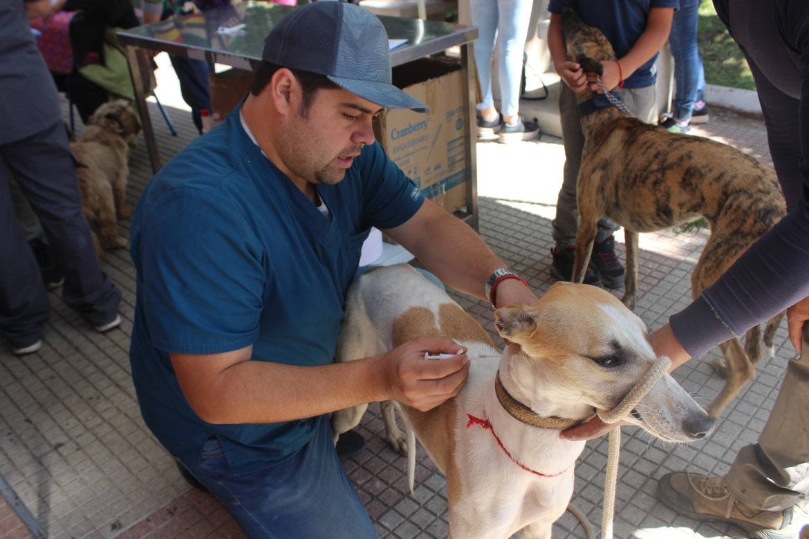 Más de 5 mil atenciones a perritos y gatitos de Colbún se han realizado en la veterinaria municipal