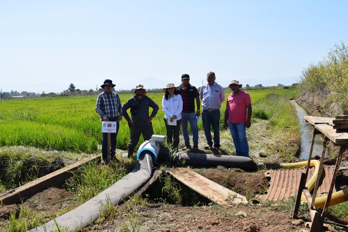 Expertos entregan alternativas para un cultivo de arroz más “ecofriendly”