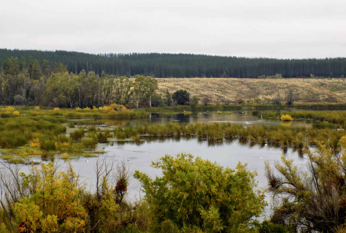 Invitan a participar en proceso de Consulta Pública por Plan Nacional de Restauración de Paisajes 2020-2030