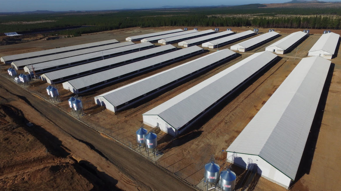 SEA rechaza recurso de reclamación y confirma resolución ambiental para plantel de Agrícola Coexca S.A.