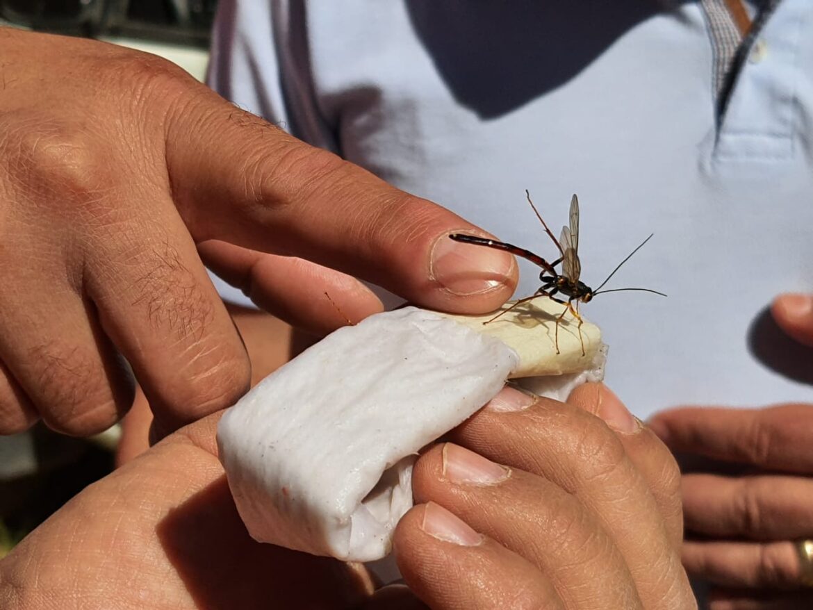 SAG libera avispa controladora de plaga forestal