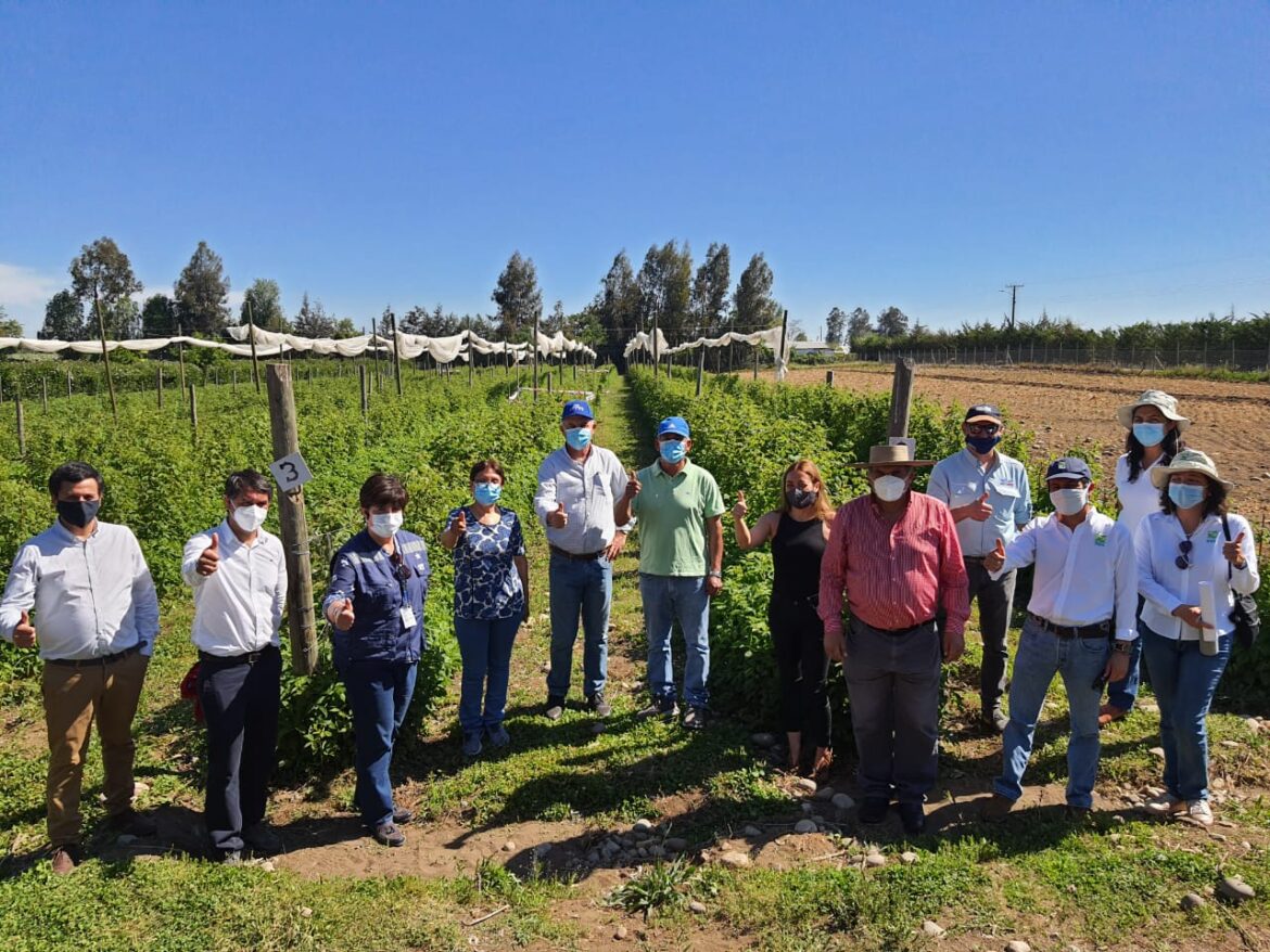 Frambueseros se preparan para primera cosecha bajo Covid-19