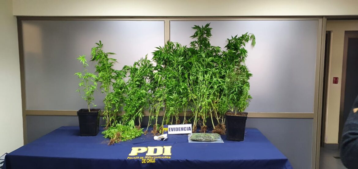 98 plantas de cannabis sativa se incautan en Constitución