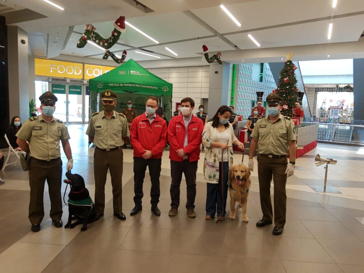 Carabineros presentó canes biodetectores de Covid-19 en Talca